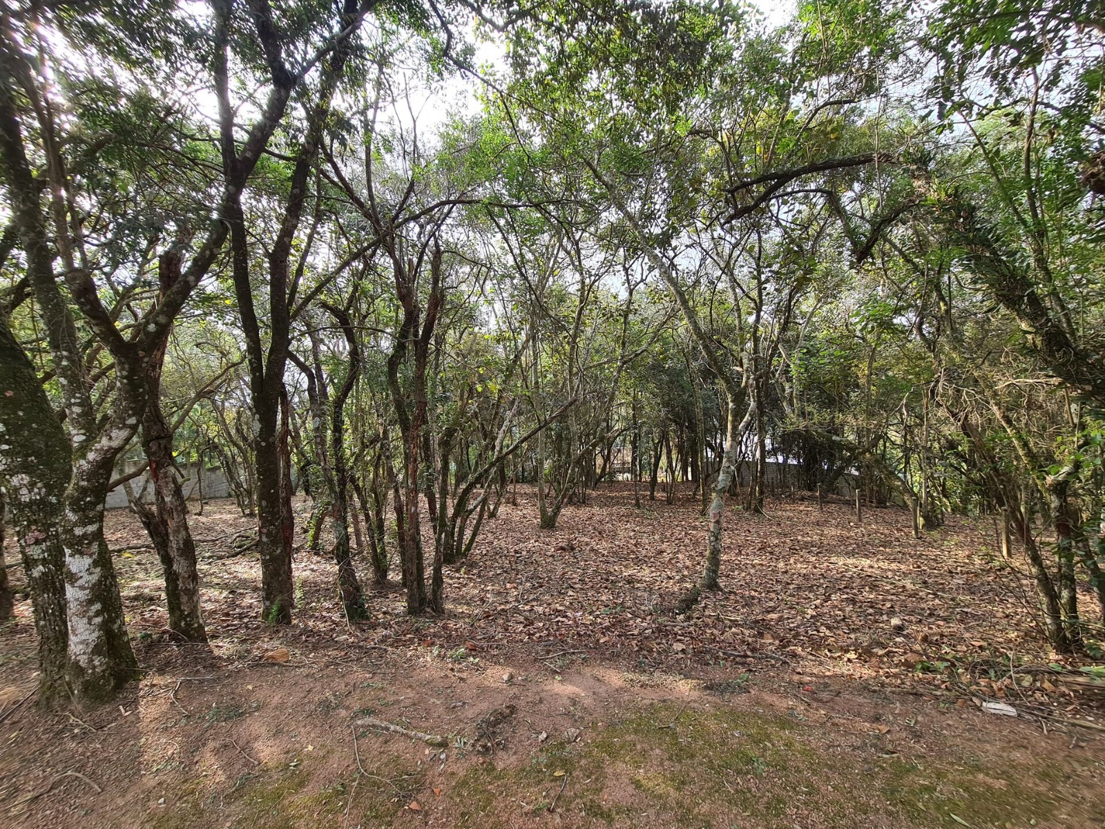 Terreno (Em condomínio) à Venda, 1575m² - Bairro Vila de São Fernando em Cotia - Só Negócios Rentáveis